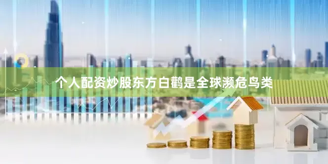 个人配资炒股东方白鹳是全球濒危鸟类